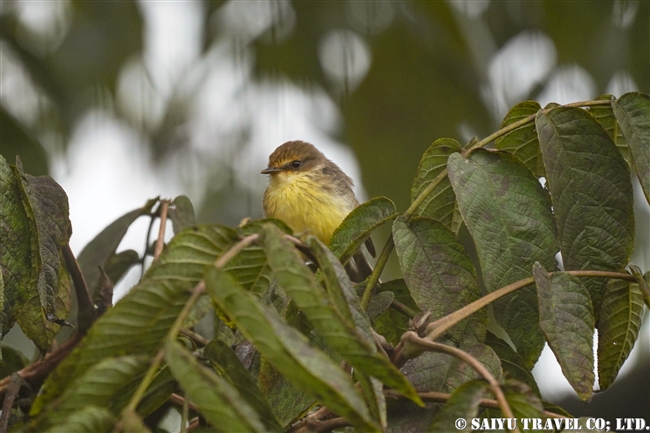 ガラパゴスベニタイランチョウ Galapagos Vermilion Flycatcher ガラパゴス諸島　イサベラ島 プエルト・ビジャミル　Puerto Villamil　(2)