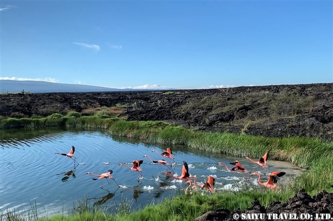 オオフラミンゴ Greater Flamingo イサベラ島 Isabela Island ガラパゴス諸島　プンタモレノ Punta Moreno (7)