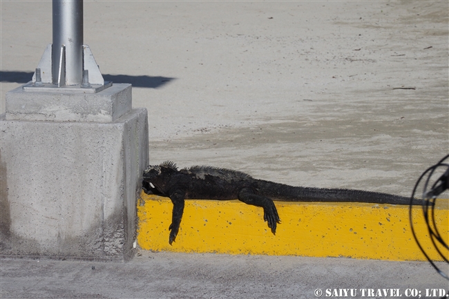 ウミイグアナ Marine Iguanaガラパゴス諸島　イサベラ島 プエルト・ビジャミル　Puerto Villamil　(12)