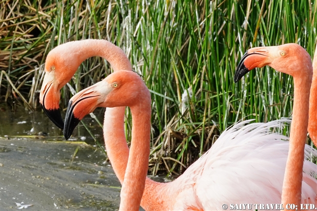 オオフラミンゴ Greater Flamingo イサベラ島 Isabela Island ガラパゴス諸島　プンタモレノ Punta Moreno (1)