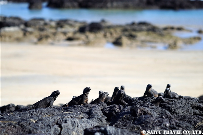 ウミイグアナ Marine Iguana ガラパゴス諸島　イサベラ島 プエルト・ビジャミル　Puerto Villamil　(10)