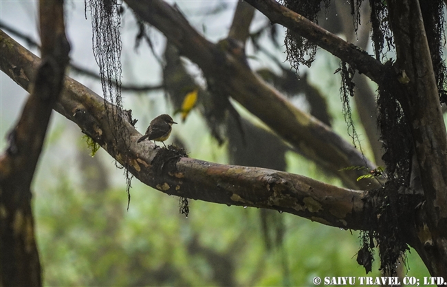 ガラパゴスベニタイランチョウ Galapagos Vermilion Flycatcher ガラパゴス諸島　イサベラ島 プエルト・ビジャミル　Puerto Villamil　(3)