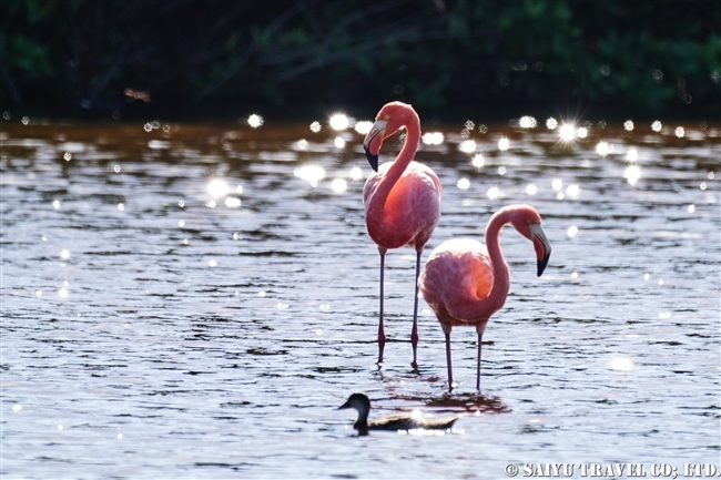 オオフラミンゴ Greater Flamingo ガラパゴス諸島　イサベラ島 プエルト・ビジャミル　Puerto Villamil　(7)