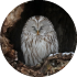 Hokkaido Ural Owl