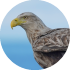 whitetailed sea eagle