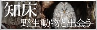 知床 野生動物に出会う