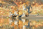 インドの森・3つの国立公園でベンガルタイガーを狙う