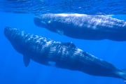 鯨類の海トリンコマリーでホエール・チャレンジ！