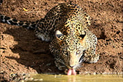 ヤーラ国立公園も訪れる スリランカサファリ