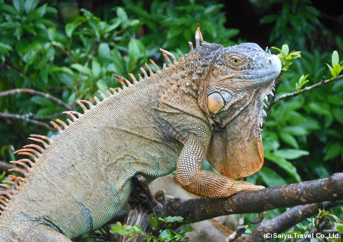 コスタリカ（コスタリカ）｜西遊旅行の添乗員同行ツアー(137号)