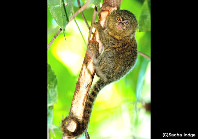 awakynadisioli