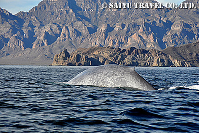 ボートからナガスクジラを観察