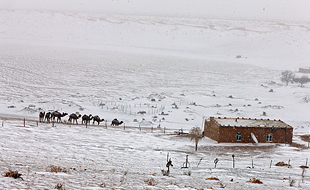 砂漠が雪景色に、ダムラ村で出会ったラクダの群れ