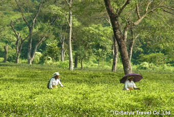 美しい緑が広がる茶畑