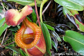 食中植物のウツボカズラ