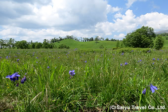 高山花園