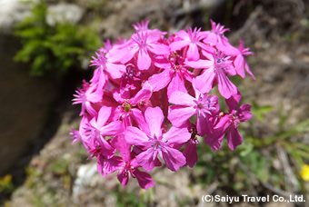 スヴァネティ地方の花々