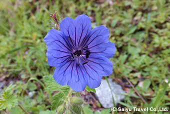 スヴァネティ地方の花々