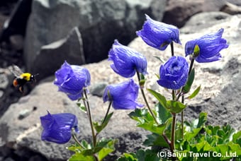 色とりどりの高山植物を楽しみながら歩く