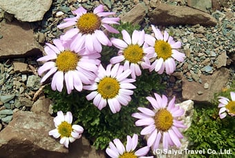 色とりどりの高山植物を楽しみながら歩く