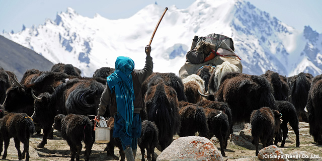 シムシャール・パミール SIMSHAL PAMIR<br>カラコルム地図の空白地帯にヤクとともに生きる