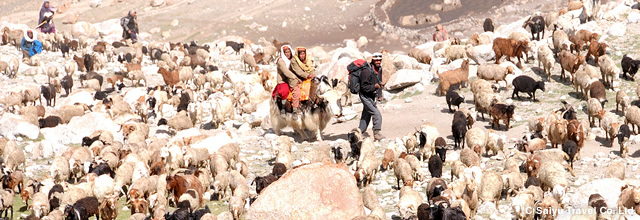 「クッチ」シュイズヘラブの家畜の囲いが開き、人とヤク、ヤギ、羊の大移動が始まります。