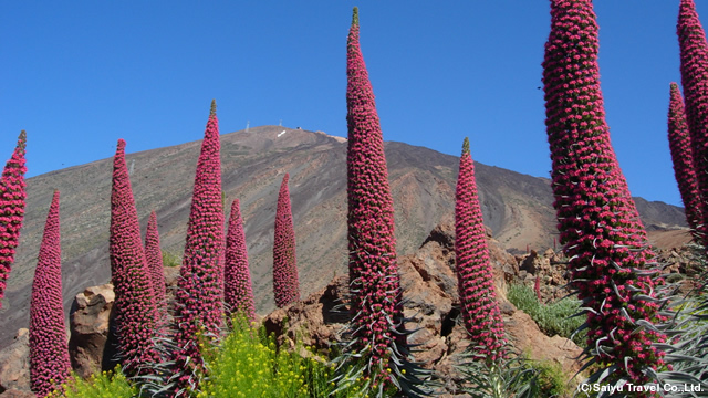 固有植物エキウム・ウィルドプレッティとスペイン最高峰テイデ山