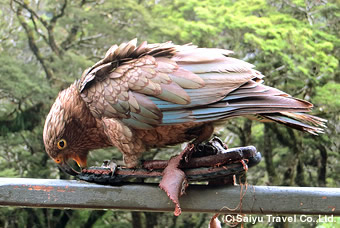 ケア（Kea）！