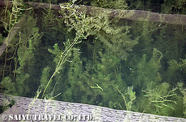 小魚が泳ぐ程まで水質が回復したダル湖