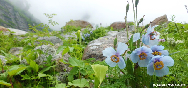 花のロータン・パスとダラムサラ  標高3,980ｍ<br>霧がかるインドヒマラヤの麓に幻の花を求めて
