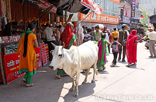 リシケシの街並み。聖なる動物である牛は街のいたるところで堂々と過ごしている。