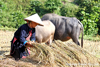  稲刈り、脱穀をするランテン・ザオ族の女性。水牛がいる光景もよく見ることができる。