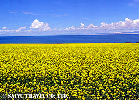 7~8月、青海湖畔に咲く菜の花