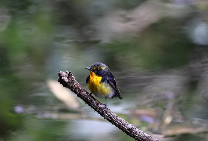 渡り鳥の楽園・春の飛島