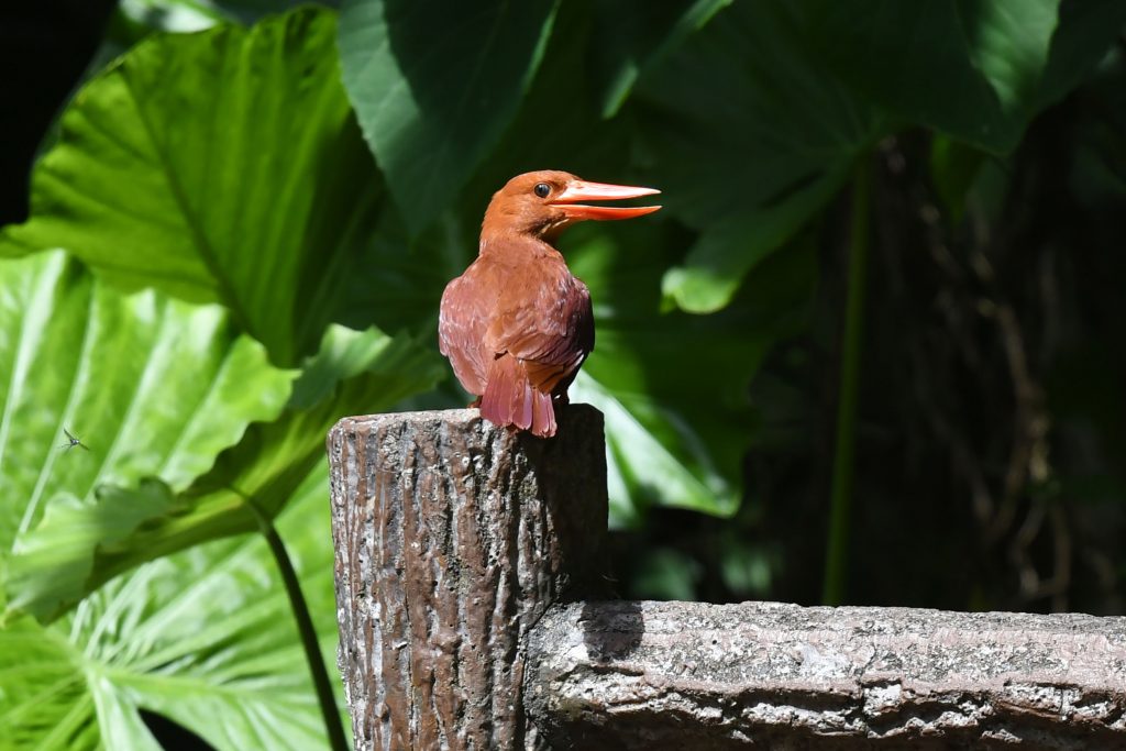 リュウキュウアカショウビン