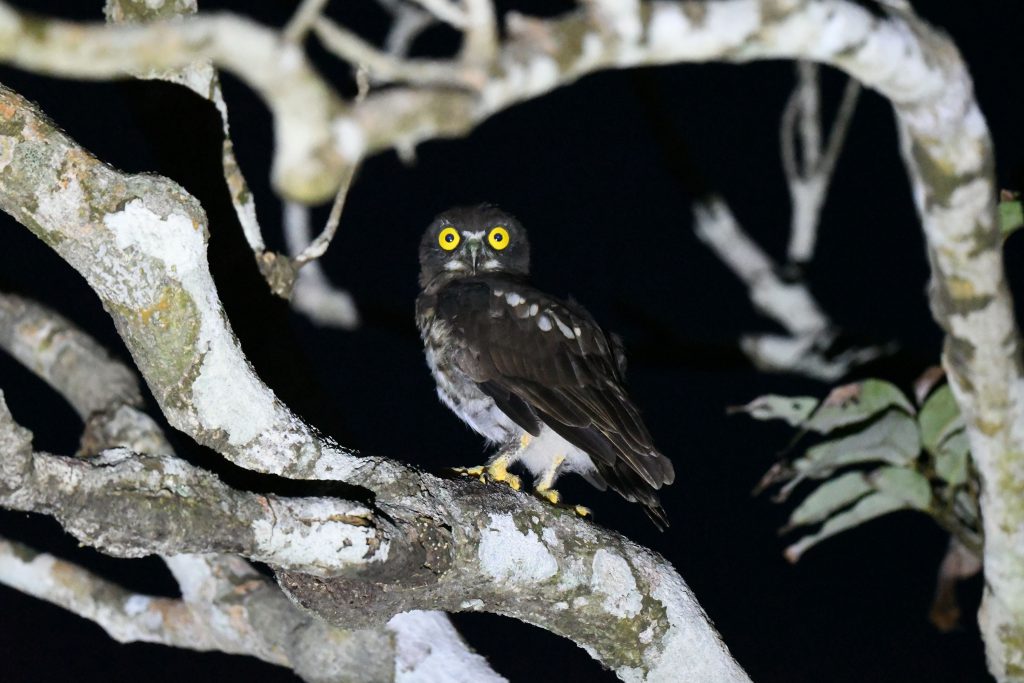 リュウキュウアオバズク幼鳥