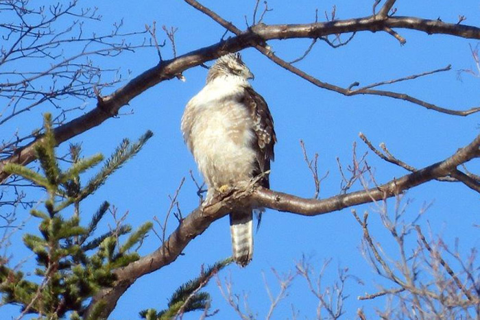 冬の道東でヒメクビワカモメとワタリガラスを探す旅