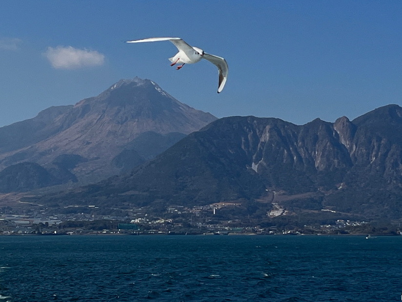 ユリカモメと雲仙岳