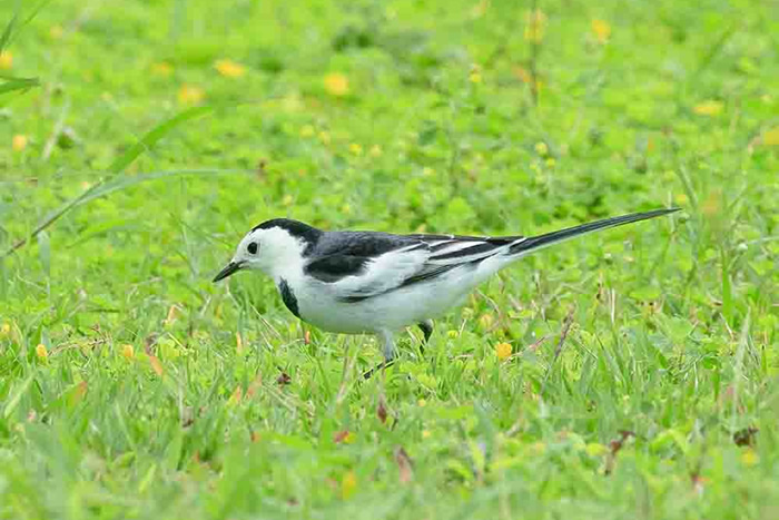 渡り鳥の楽園・春の与那国島【後編】