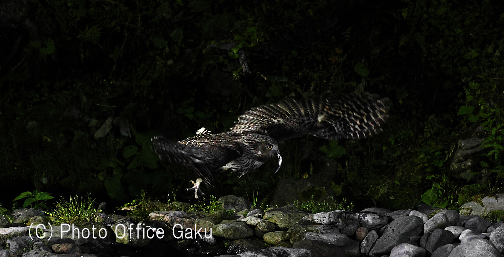 獲物を捕らえたシマフクロウ