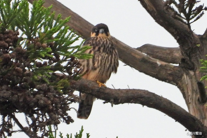 チゴハヤブサの幼鳥