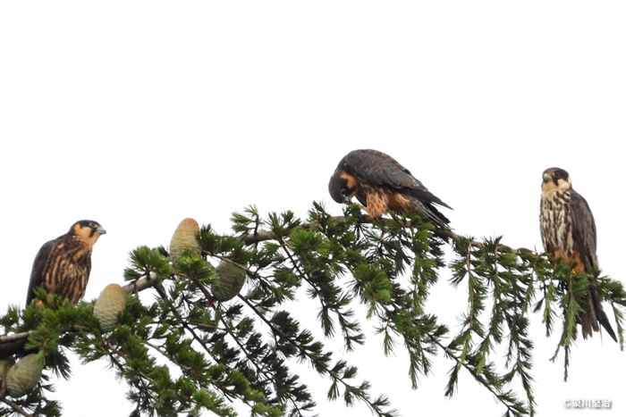 セミを食べるチゴハヤブサの幼鳥