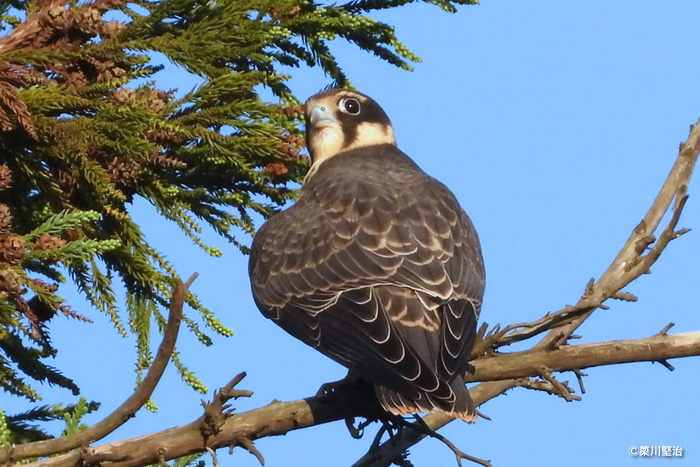 チゴハヤブサの幼鳥