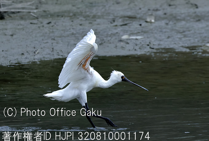 クロツラヘラサギ