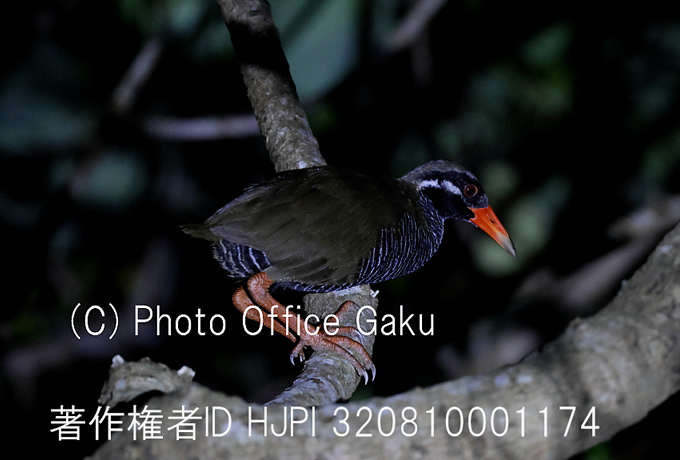 ヤンバルクイナ夜下見