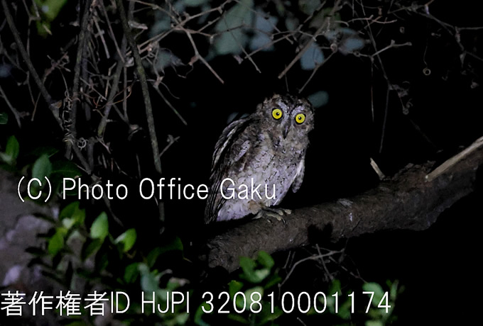 リュウキュウオオコノハズク下見