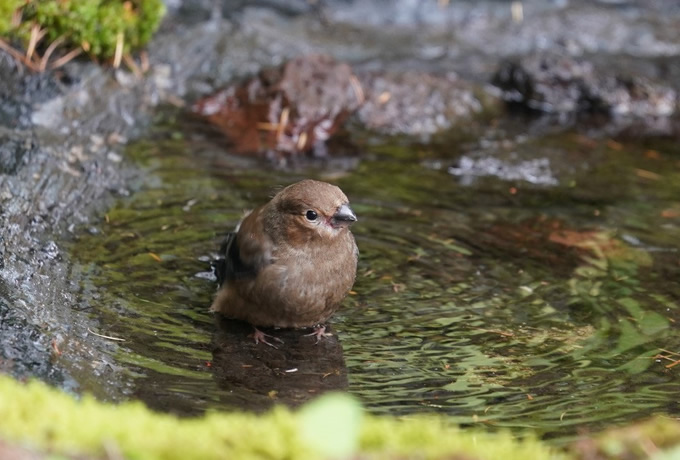 ウソの幼鳥