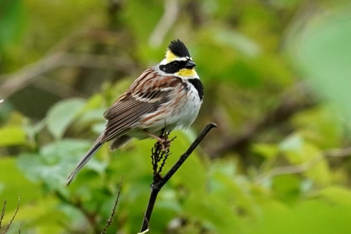 渡り鳥の楽園・春の飛島