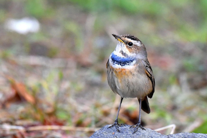 渡り鳥の楽園・秋の飛島