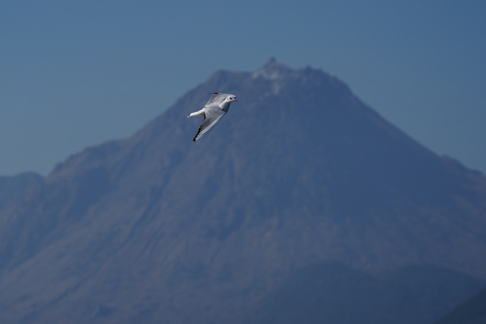 ユリカモメと雲仙岳